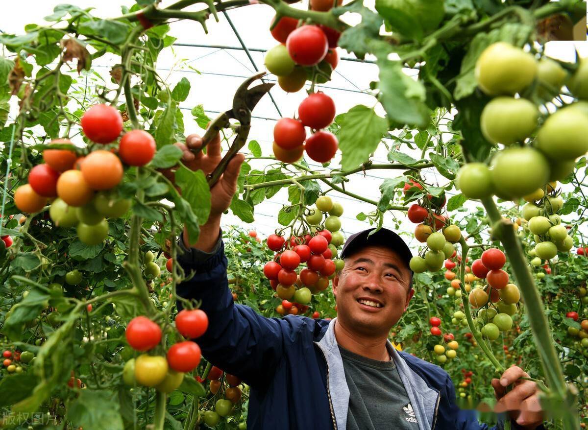 种菜也要随着市集走三种蔬菜肆意选亩收入轻松过万元(图1)