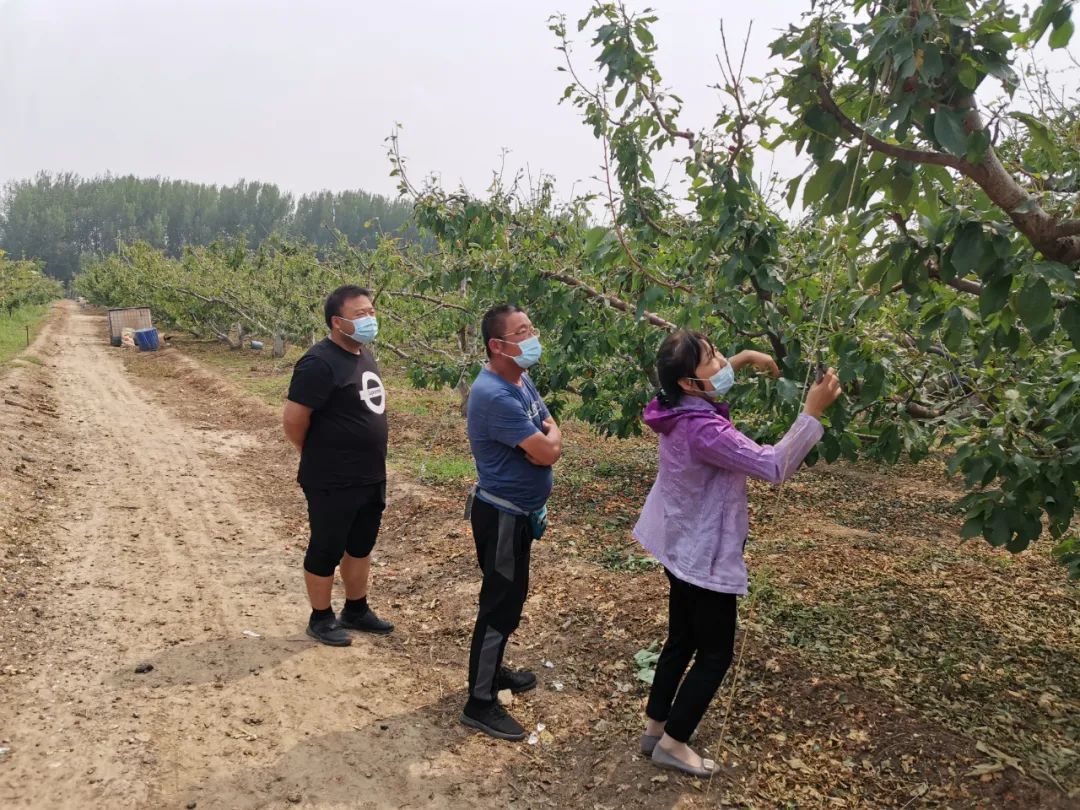 熊猫体育：新时间文雅推行：面临面手把手西集镇发展果树种植技巧培训(图1)