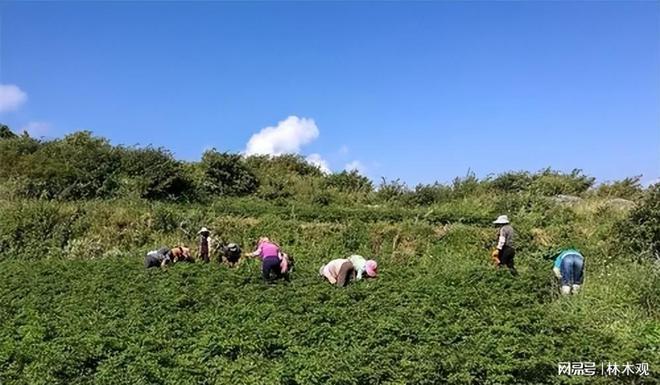 返乡创业! 墟落这5大暴利种植项目 搞好了你也能年赚30万!(图2)