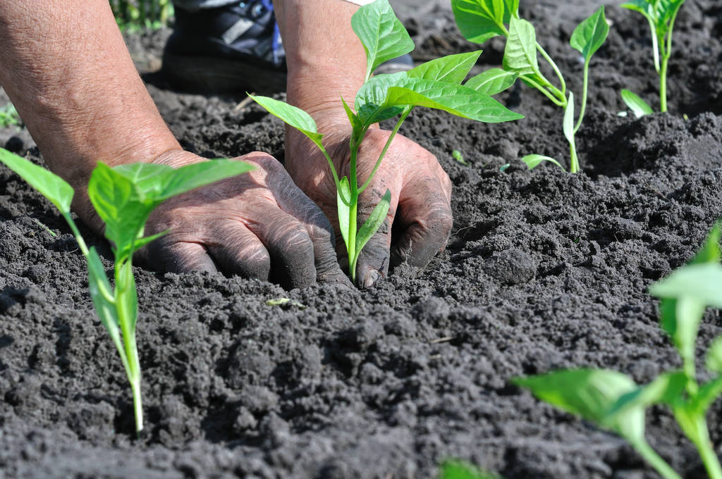 熊猫体育app：种植业什么前景最好(来岁种什么会对比赢利)