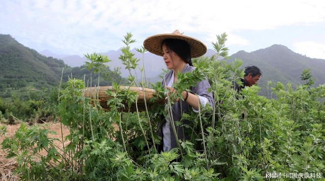 艾草人工种植 村落创业的新时机 一亩就能够收入上万元!(图1)