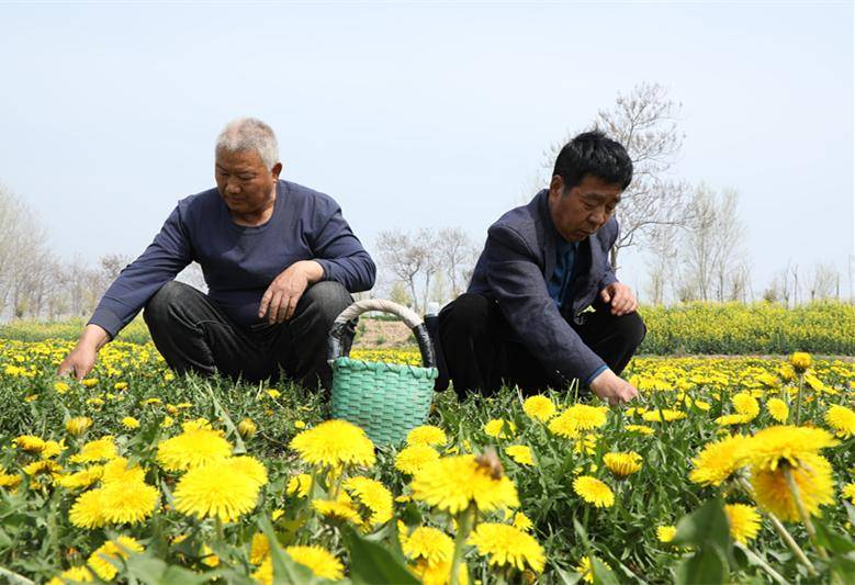 睢县：种植蒲公英开出好“钱”景(图2)