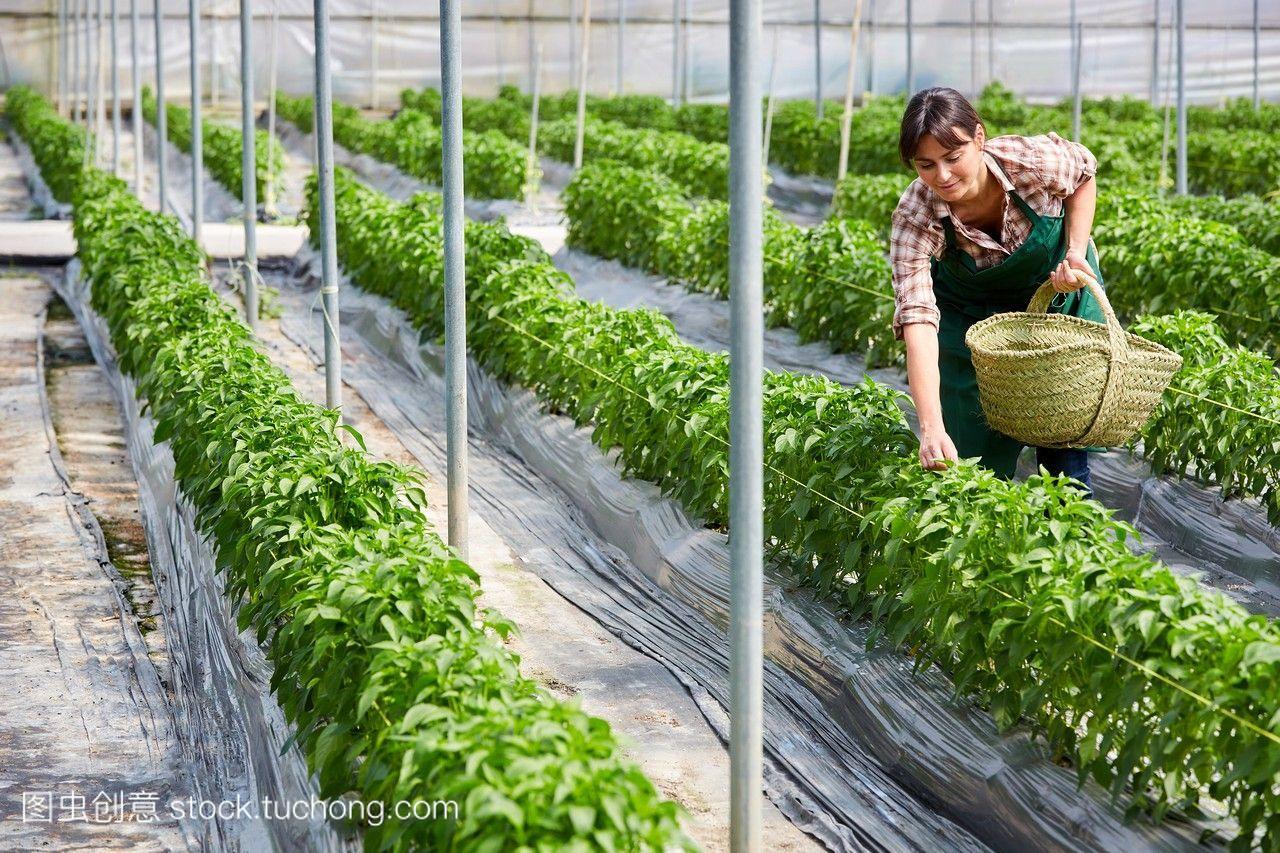 熊猫体育：范镇：深耕特征种植解锁致富暗码