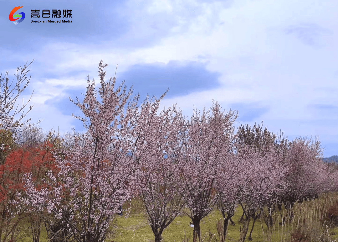 旧县镇：踏青赏花正当时(图1)