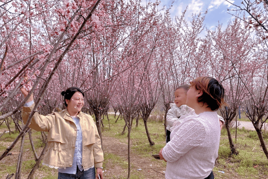 旧县镇：踏青赏花正当时(图2)