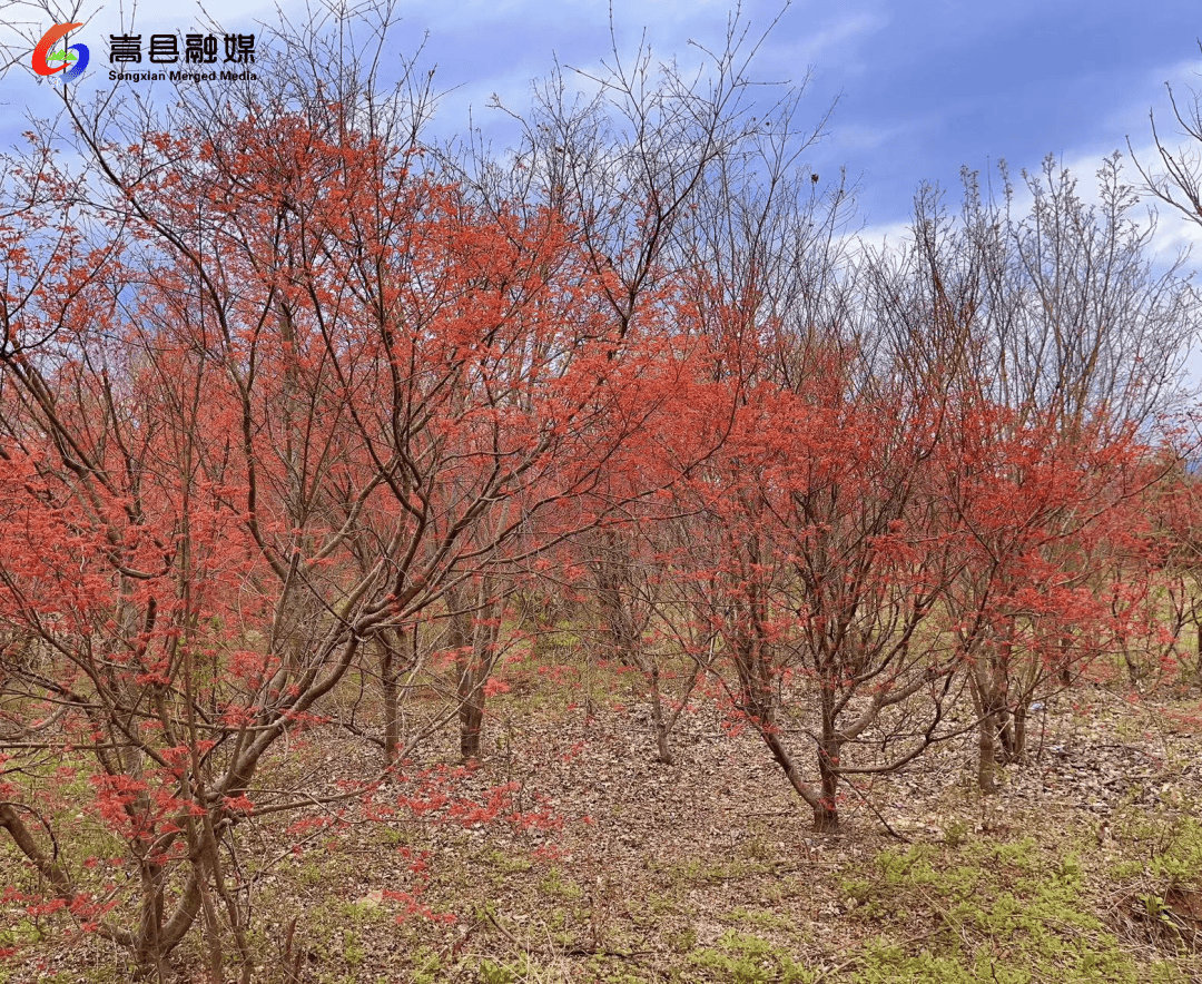 旧县镇：踏青赏花正当时(图3)