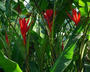 从植物栽培洞察可连接生长——深高学子[闭于兰科植物保卫及栽培本领]走访推敲