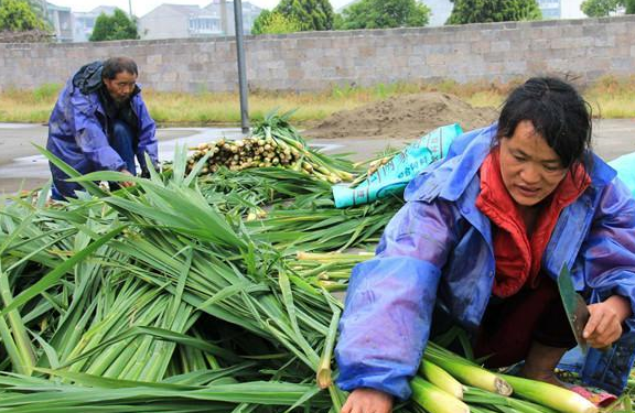 农夫种植这种平常蔬菜亩赚5000很轻松(图1)