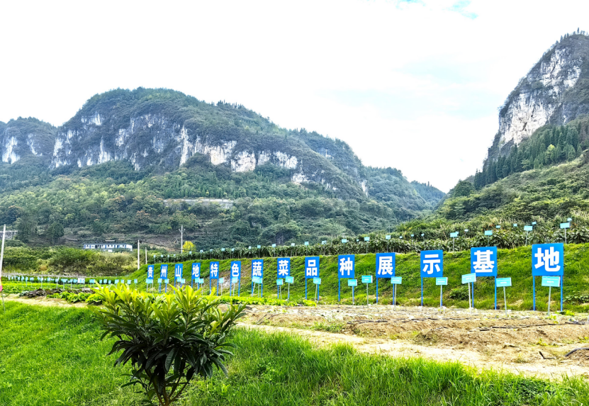 正在贵州山地“蔬菜大观园” 破解蔬菜种源“卡脖子”的手艺困难(图2)