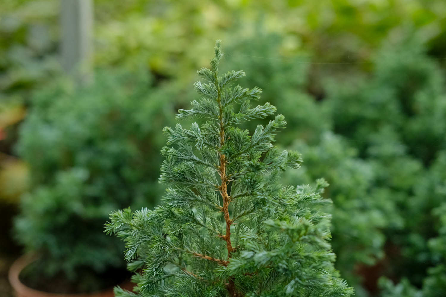 种植办法(图2)