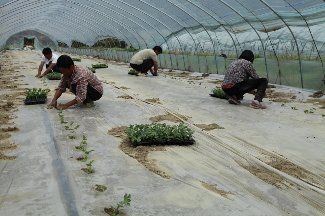 祁门县祁山镇：“千里嫁接”续写大棚西瓜种植新篇章(图1)