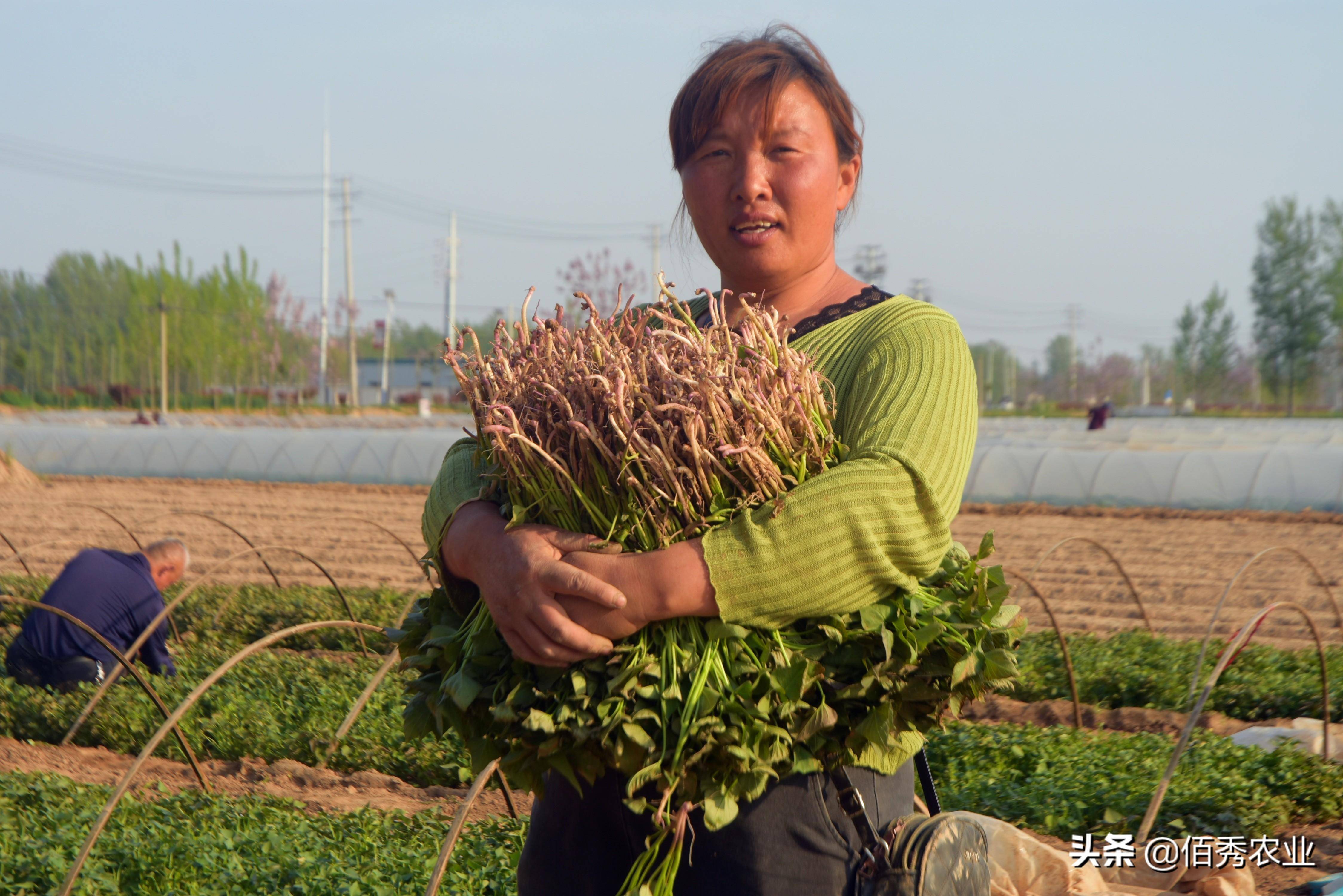 熊猫体育app：春节邻近农夫入手下手闭切节后种植9个“种植宝典”助你解惑(图4)