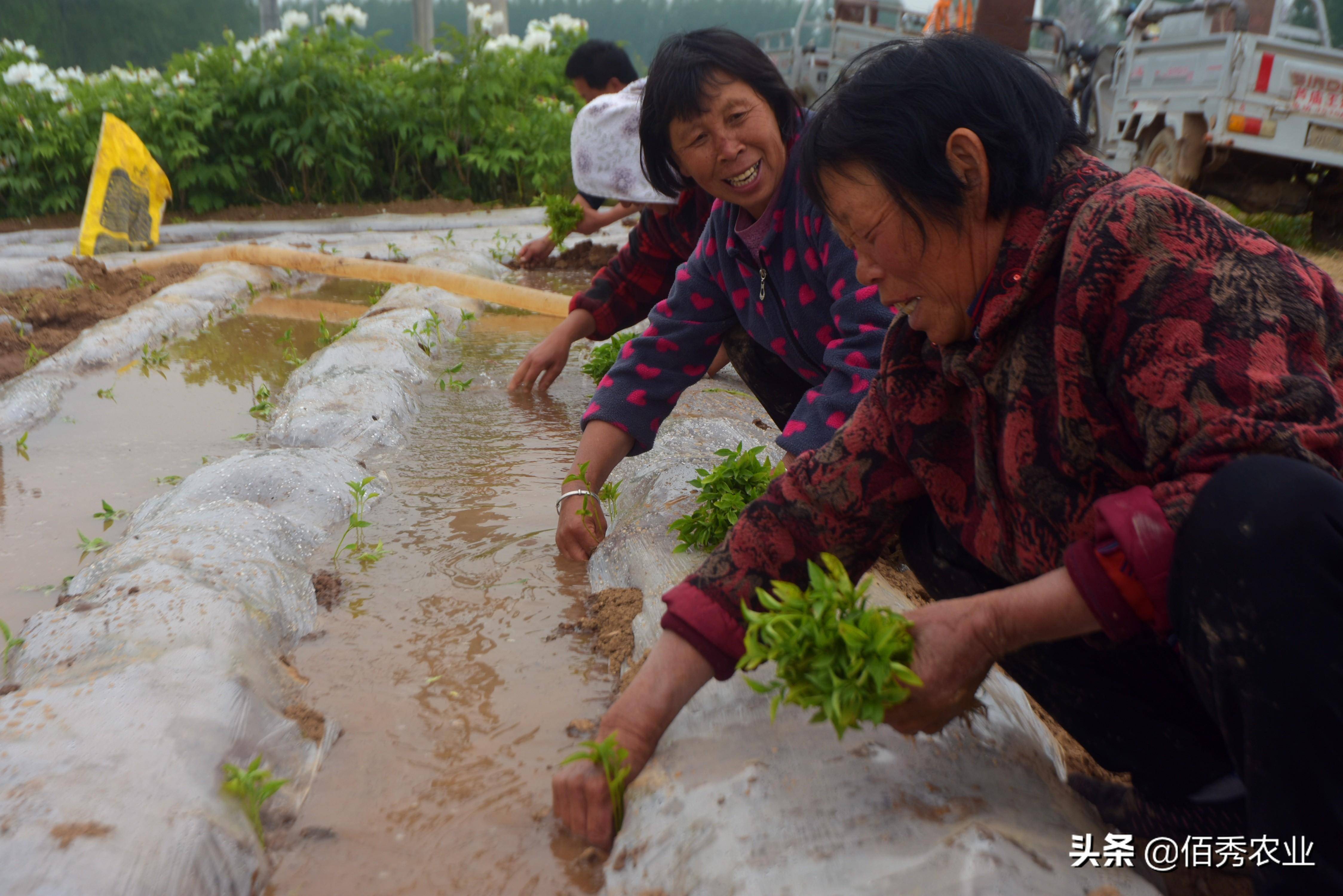 熊猫体育app：春节邻近农夫入手下手闭切节后种植9个“种植宝典”助你解惑(图6)