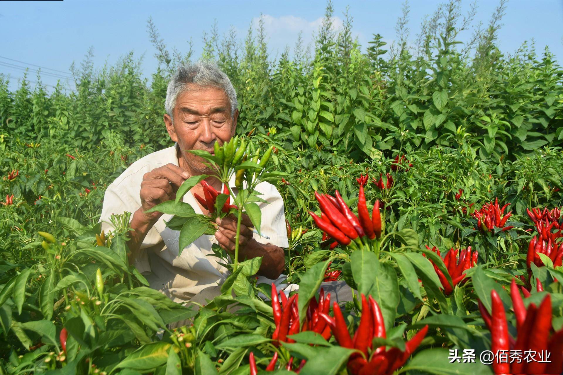 熊猫体育app：春节邻近农夫入手下手闭切节后种植9个“种植宝典”助你解惑(图7)