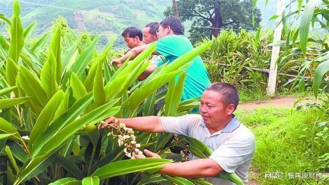 乡下新型暴利种殖 每亩收益25w 投资小 利润高 种植简陋(图4)