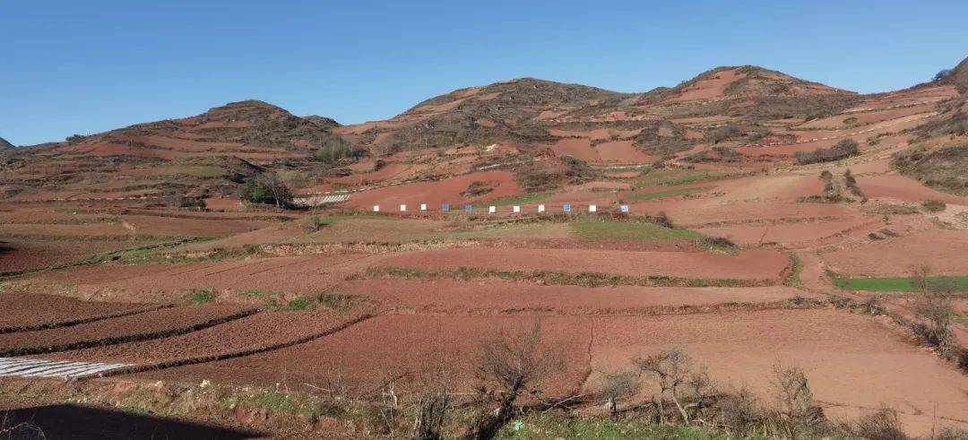 草坪乡：万亩药材种植忙致富途上“药”飘香(图5)