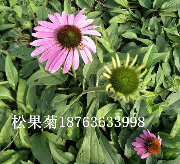 盆栽花草养护常识(图1)