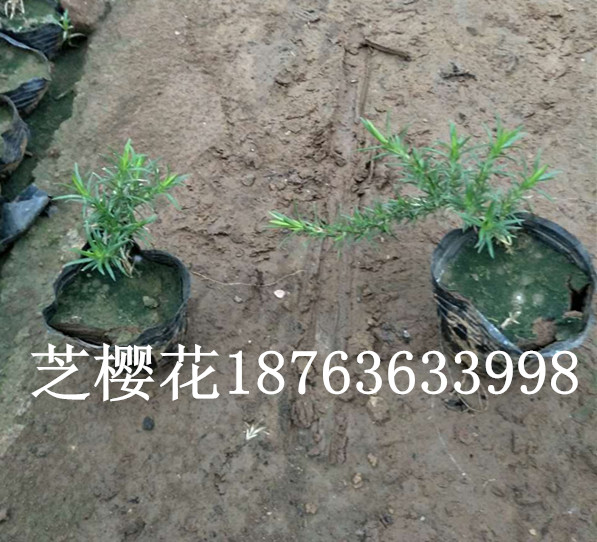 盆栽花草养护常识(图2)