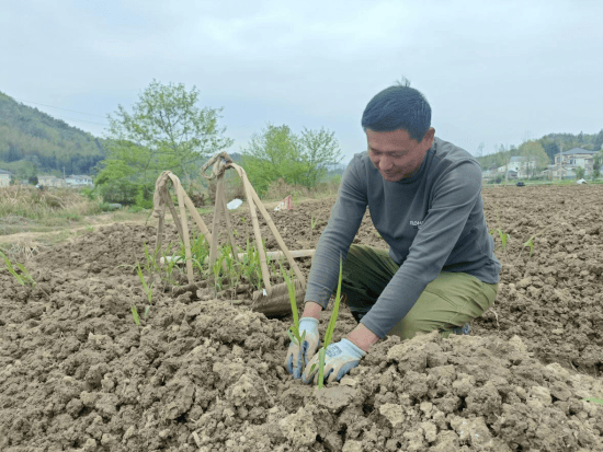 宣城旌德：甘蔗种植正当时 “甘美财富”促强盛(图2)