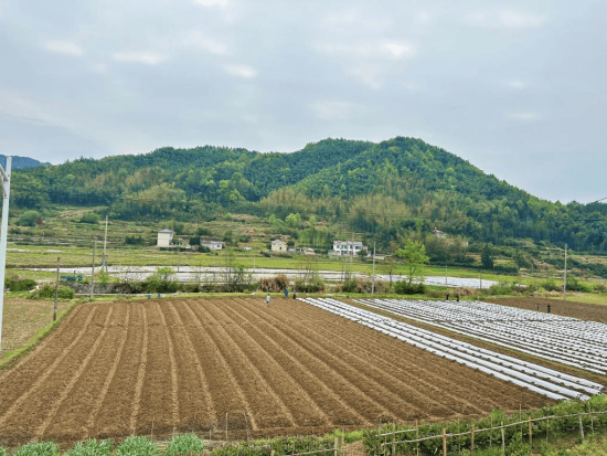 宣城旌德：甘蔗种植正当时 “甘美财富”促强盛(图3)