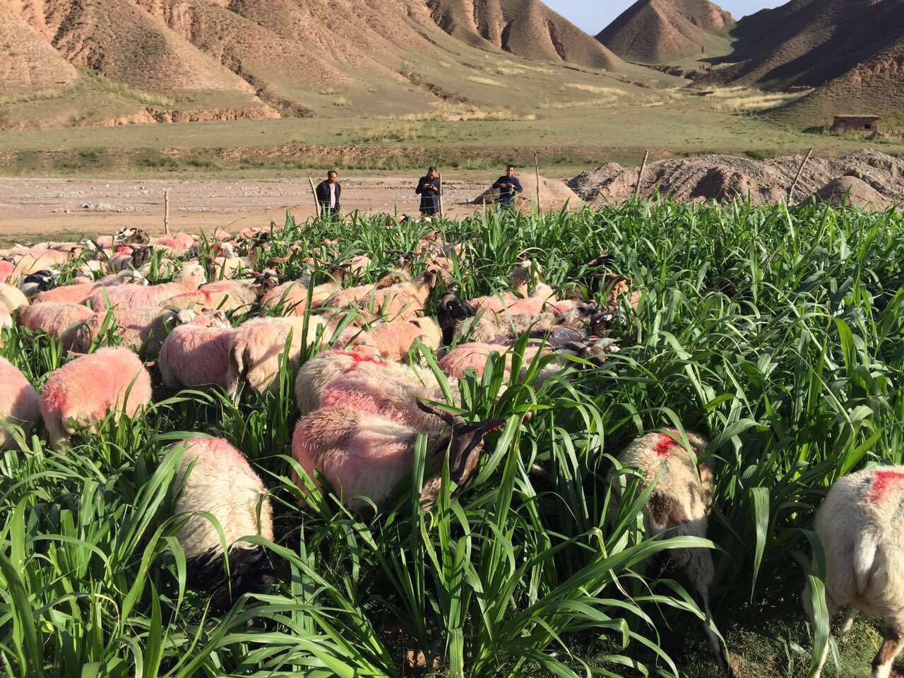 熊猫体育app下载：什么牧草高产--邦度菌草推行树模基地(图1)