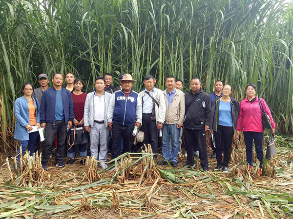 熊猫体育app下载：什么牧草高产--邦度菌草推行树模基地(图2)