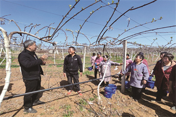 嵩县一种植大户正在科技特派员助助下 饱舞猕猴桃走向大墟市(图1)