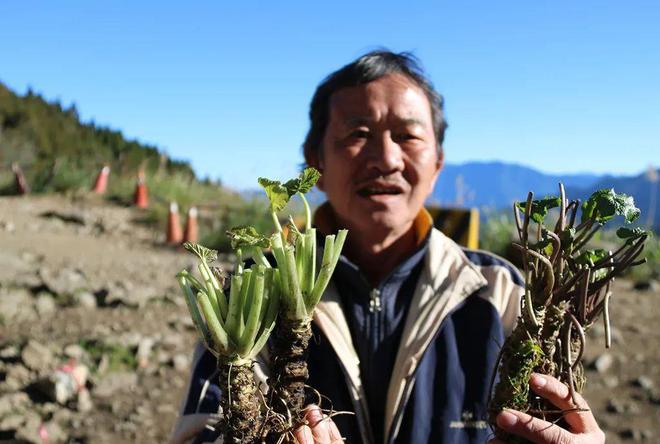 熊猫体育官网：曾是我邦古代救荒菜此刻出口500元一斤但却少有农人种植(图4)