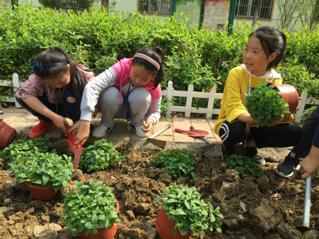 熊猫体育app下载：植物如何播种