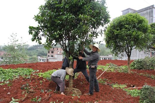 熊猫体育app下载：种植办法奈何种