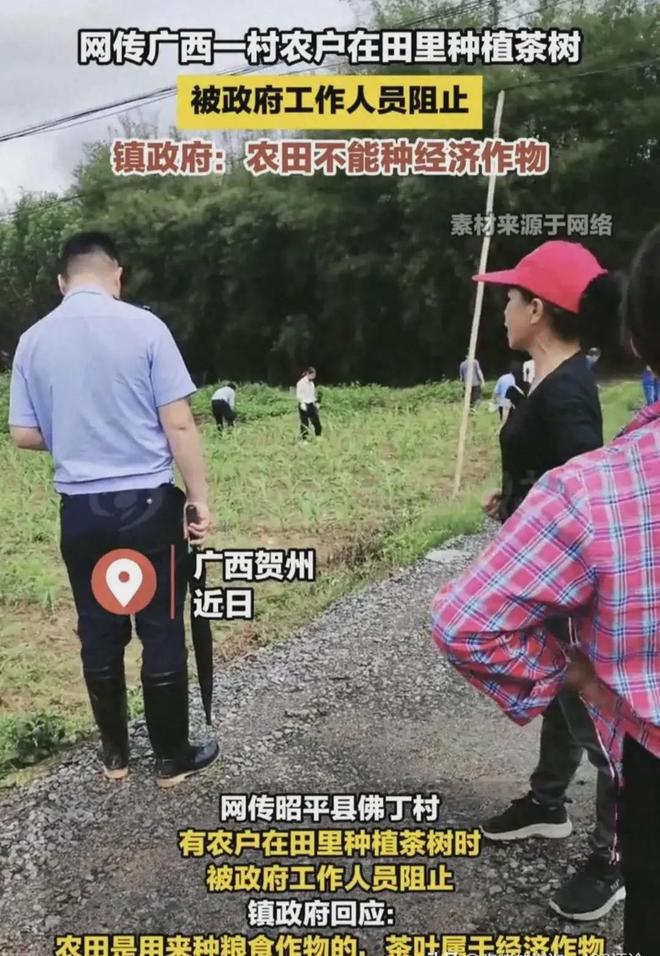 熊猫体育官网：广西镇政府阻碍庄家种植茶树网民全体力挺事态激励合切!(图1)