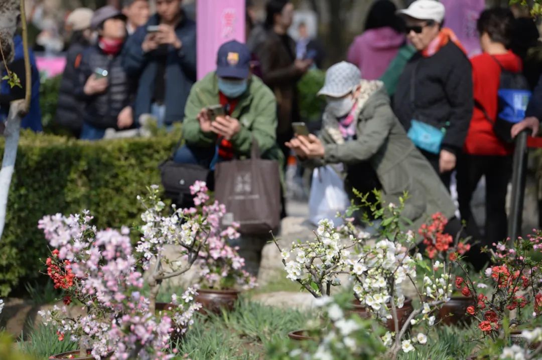 最全的盆栽养护常识粗略了解又适用