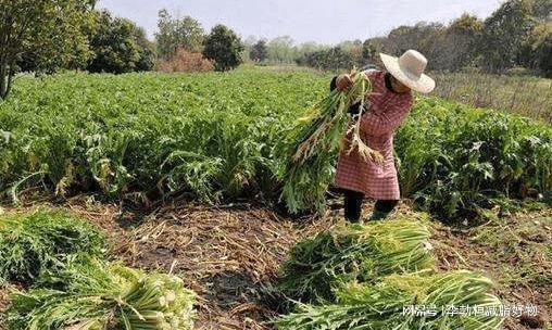 种植参考 2023年上半年涨幅100%的药材种类 亩收入高达45万元!(图4)