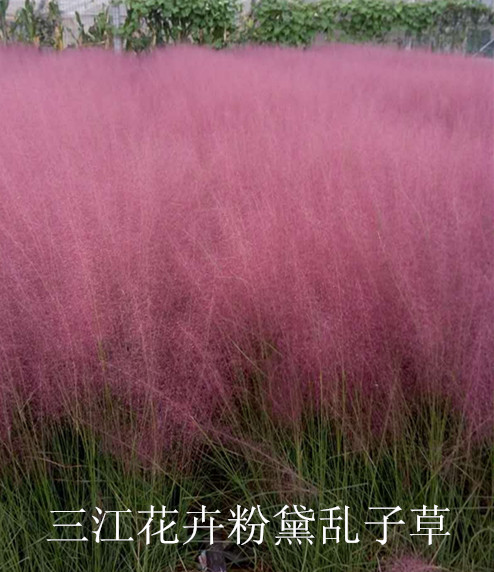 熊猫体育app：盆栽盆栽花草养护学问(图2)