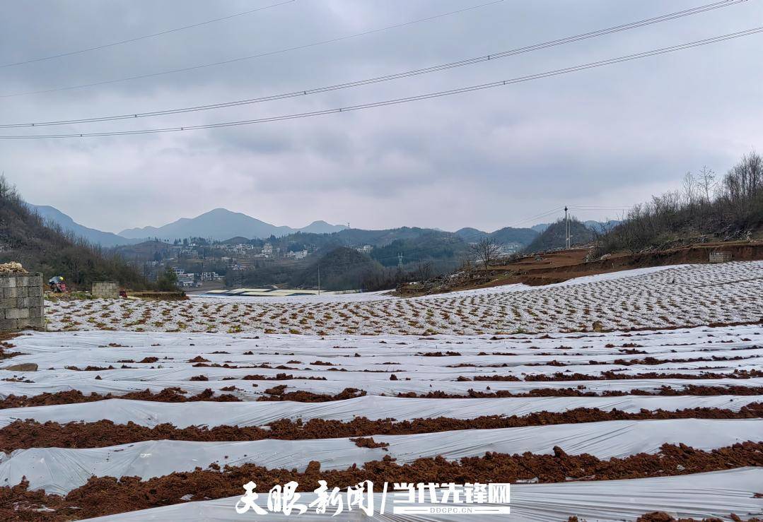 大方安宁乡：家庭农场播下“致富种”(图5)