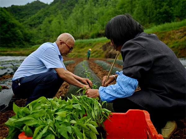 安邦市郑各庄村：防风种植正当时