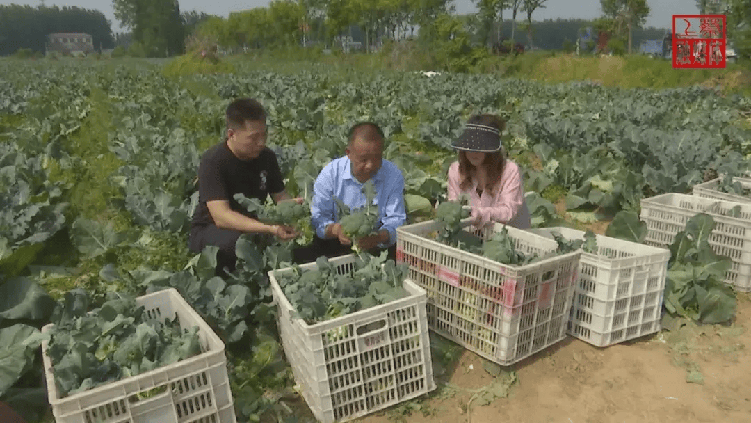 【特点种植】上蔡拐湾：百亩西蓝花一年种三茬(图2)