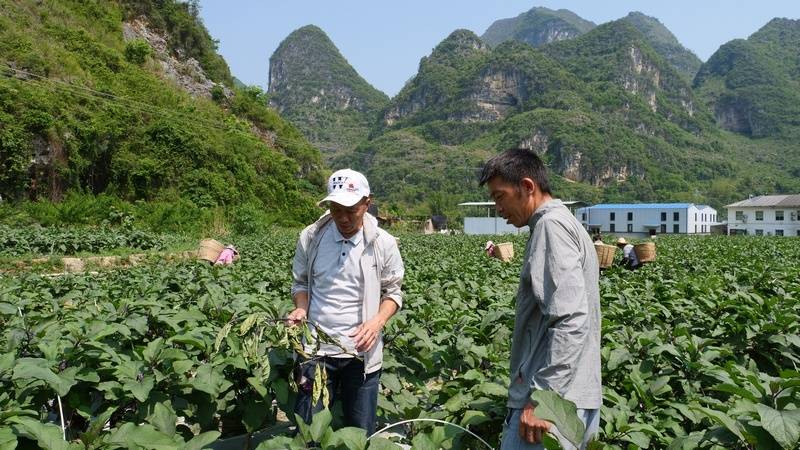 罗甸：初春蔬菜多量量上市(图3)