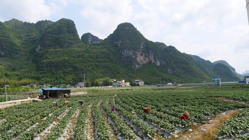 罗甸：初春蔬菜多量量上市(图1)