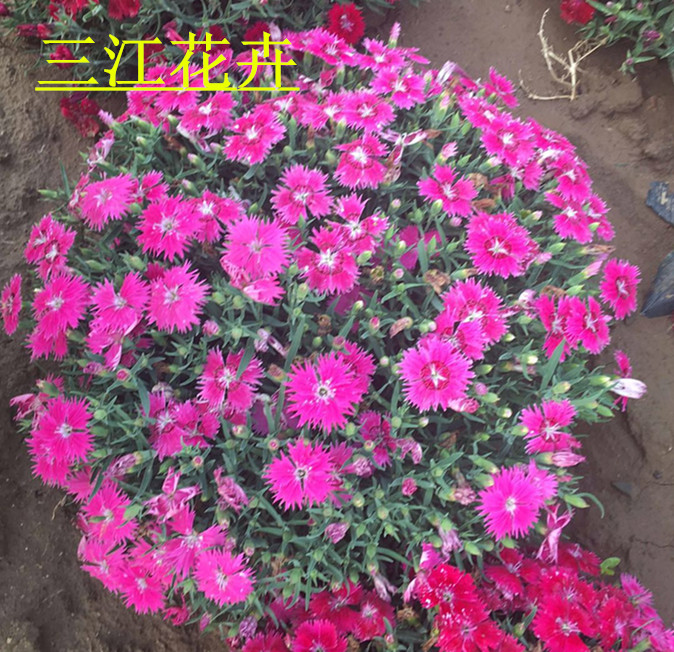 盆栽草花大全养护常识(图2)