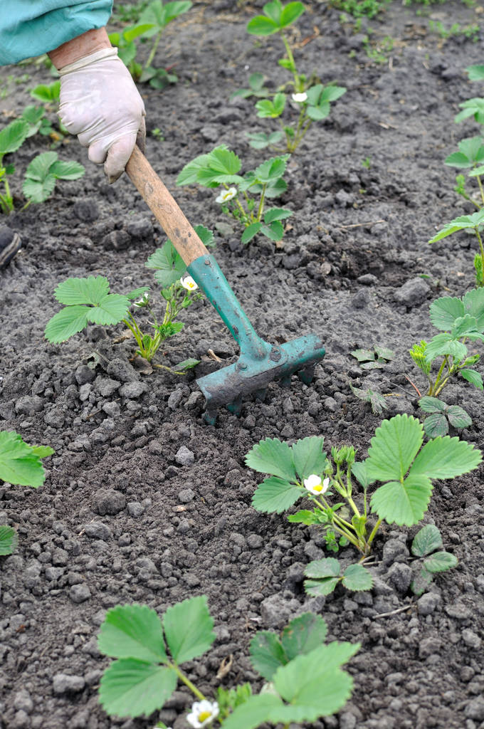 熊猫体育app下载：生态种植助力农夫增收