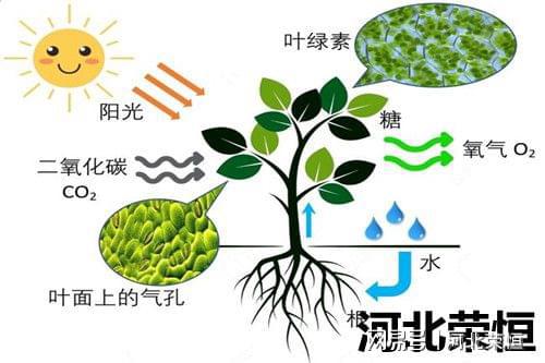 绿色种植基本正在哪里(图3)