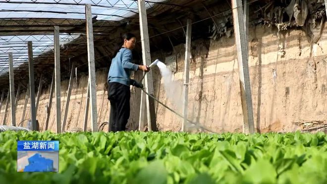 盆栽蔬菜引颈种植新倾向(图4)