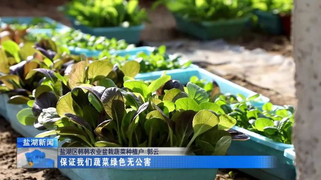 盆栽蔬菜引颈种植新倾向(图5)