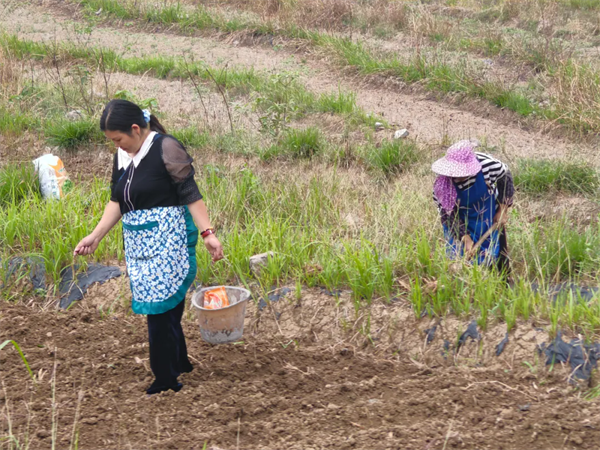 合岭：推行大豆玉米带状复合种植 助力农业增效农夫增收(图3)