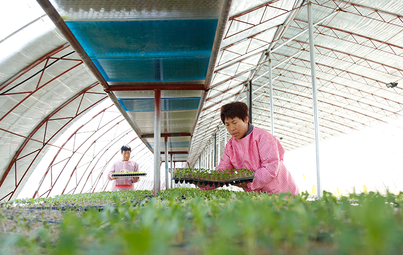 特性种植促增收(图2)