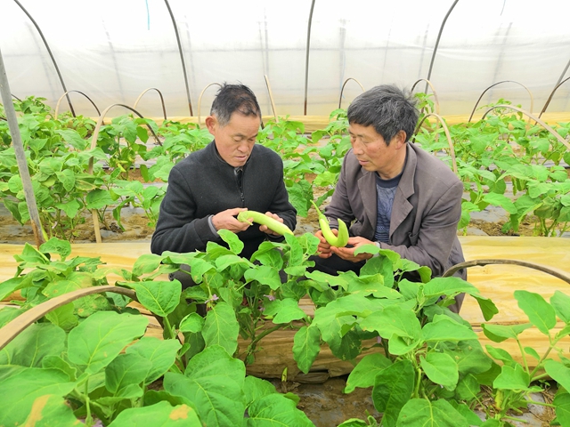 熊猫体育app下载：芦笋种植手腕和本事学问宣讲举动走进文明会堂