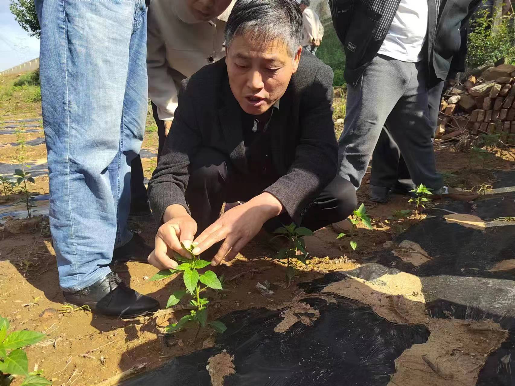 河南渑池：培训送到田间地头 助力椒农增收致富(图2)