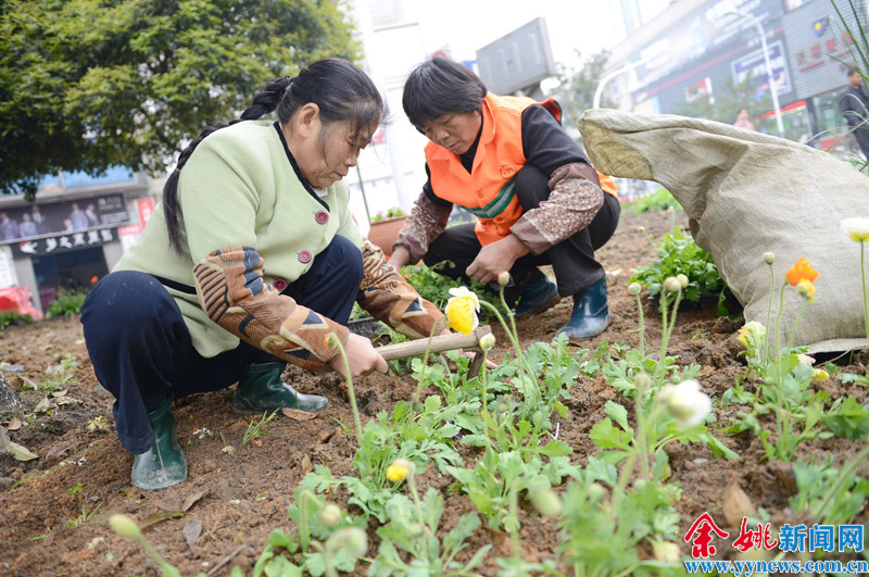 种牙需隆重！低价种植牙“集采价”或者是机合