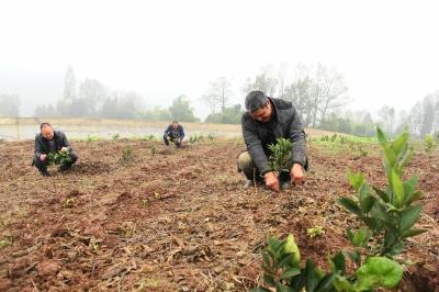 河北蠡县辣椒种植面积超4000亩